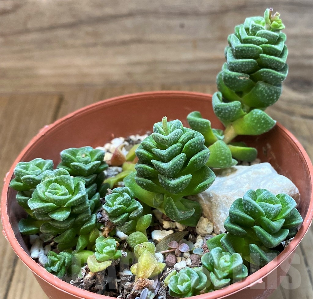 SH25124 Crassula 'Dorothy'