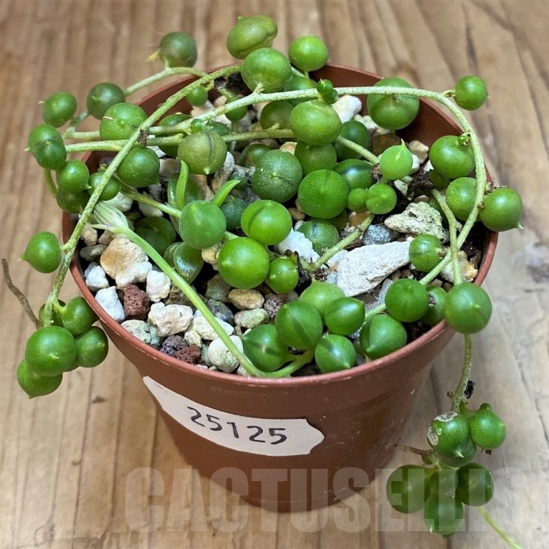 SH25125 Senecio 'Rowleyanus'