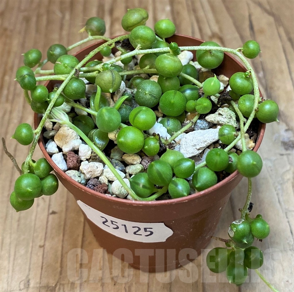 SH25125 Senecio 'Rowleyanus'