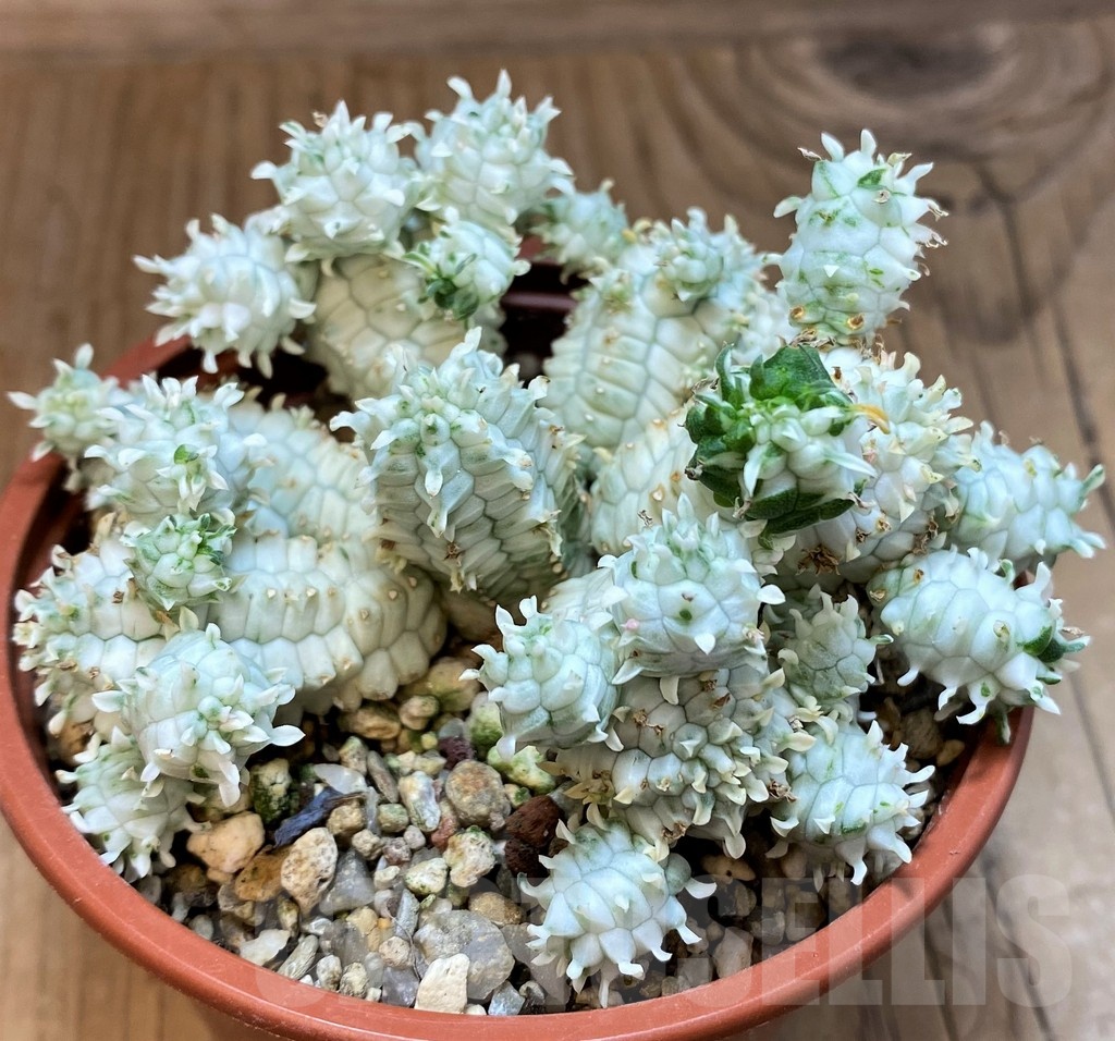 SH25126 Euphorbia mammillaris f. variegata - Image 2