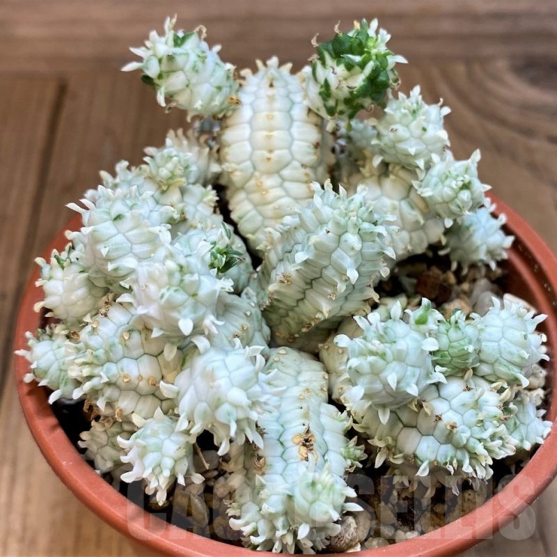 SH25126 Euphorbia mammillaris f. variegata
