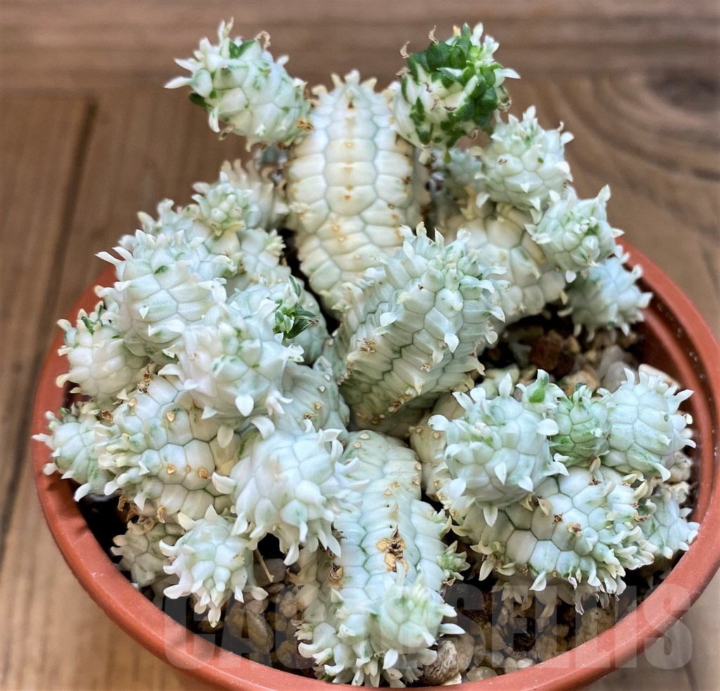 SH25126 Euphorbia mammillaris f. variegata