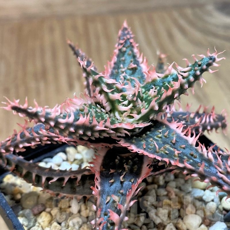 SH25212 Aloe TCT hybrid