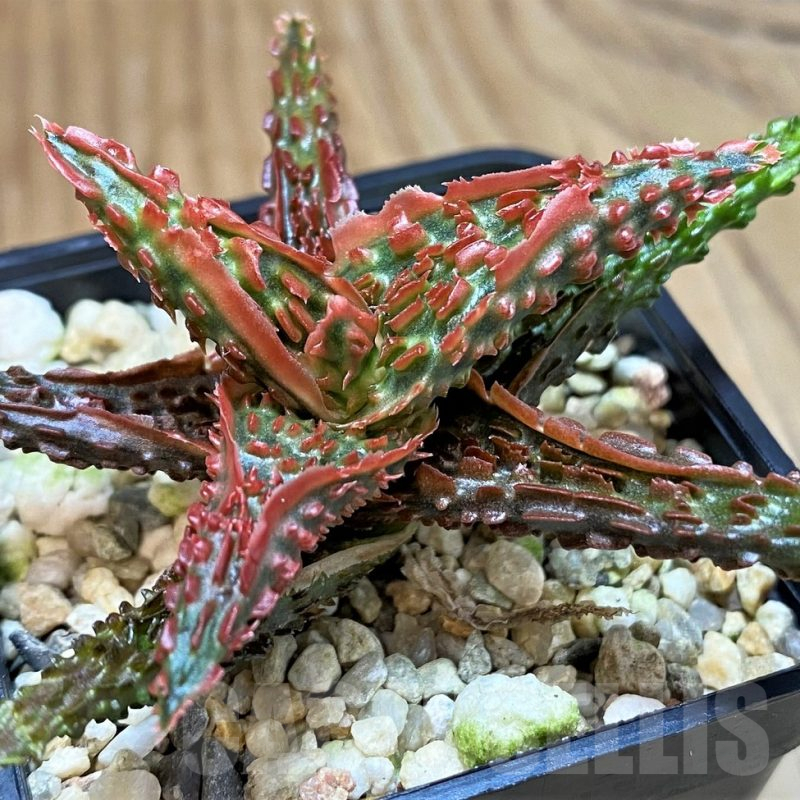 SH25213 Aloe TCT hybrid