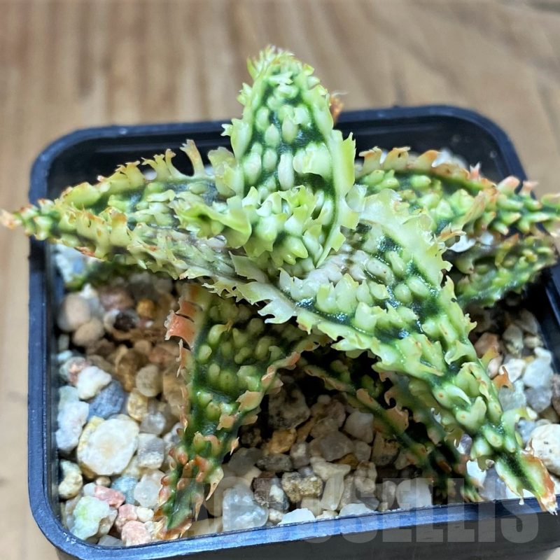 SH25214 Aloe TCT hybrid