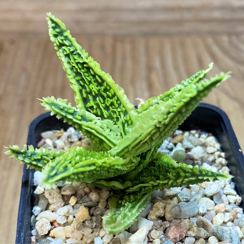 SH25215 Aloe TCT hybrid