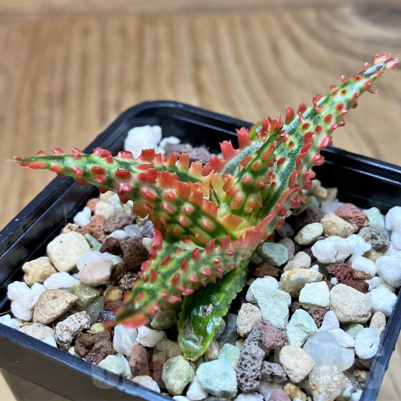 SH25216 Aloe TCT hybrid