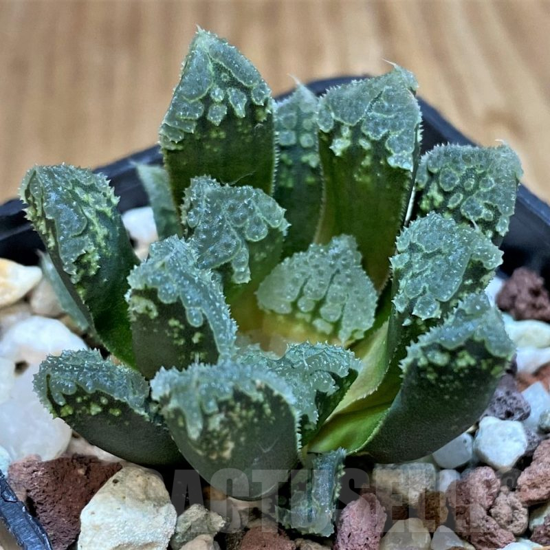 SH25217 Haworthia 'Gorbi' hybrid F2