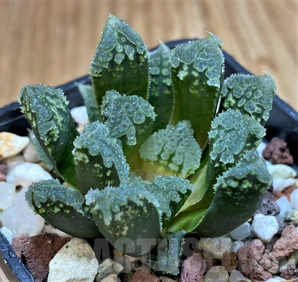 SH25217 Haworthia 'Gorbi' hybrid F2
