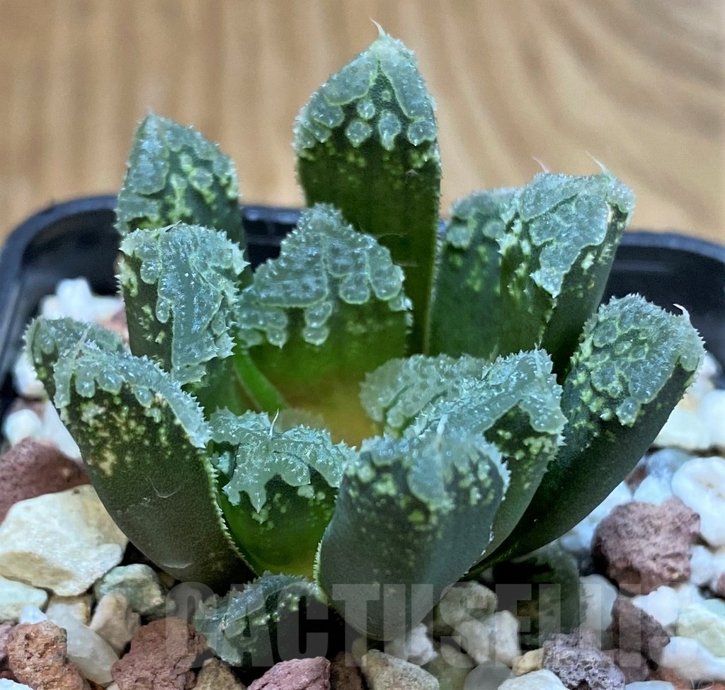 SH25217 Haworthia 'Gorbi' hybrid F2 - Image 3