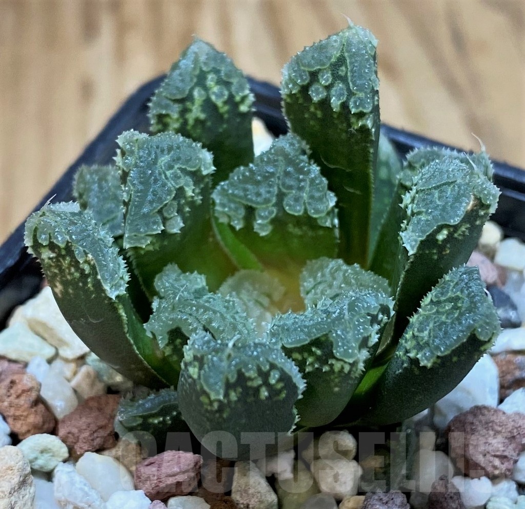 SH25217 Haworthia 'Gorbi' hybrid F2 - Image 2