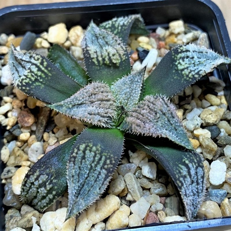SH25218 Haworthia splendens 'Nautilus'