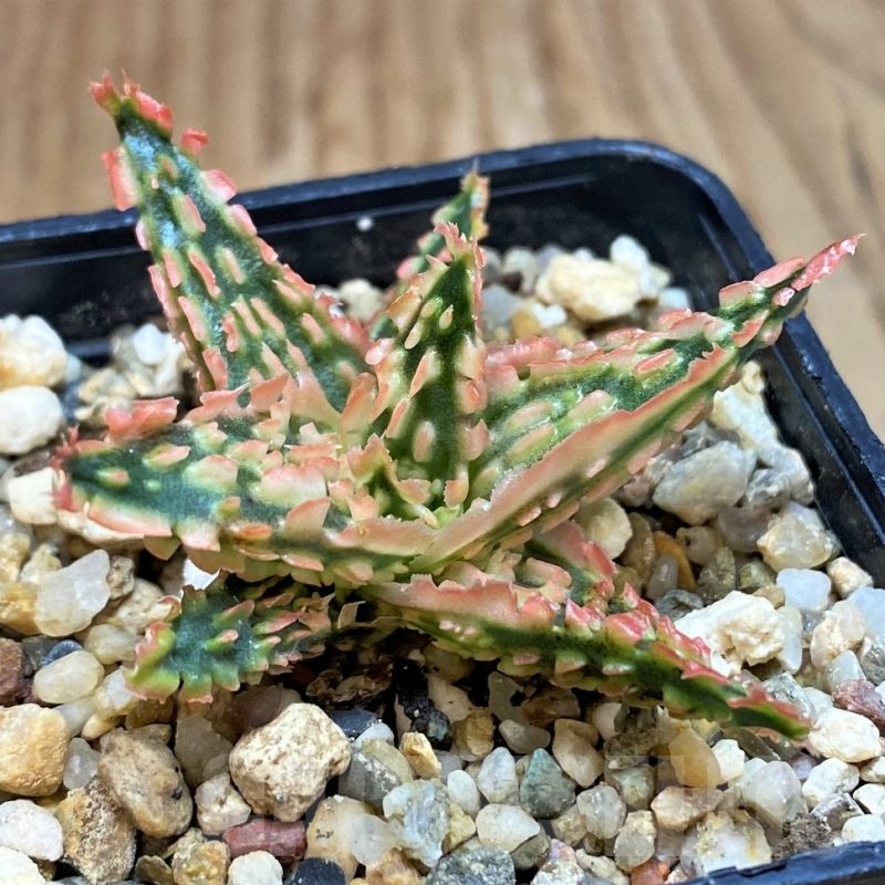 SH25210 Aloe TCT hybrid
