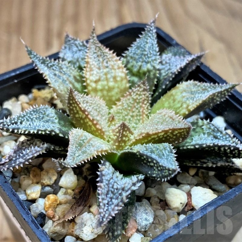 SH25219 Haworthia 'Hakuma'