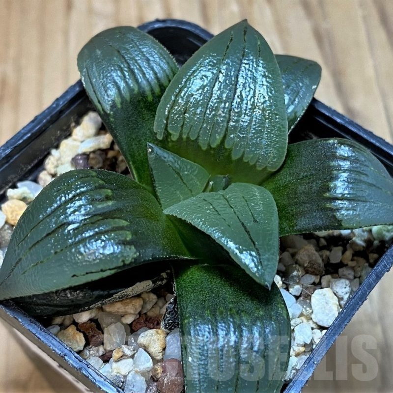 SH25220 Haworthia atrofusca -Japan-