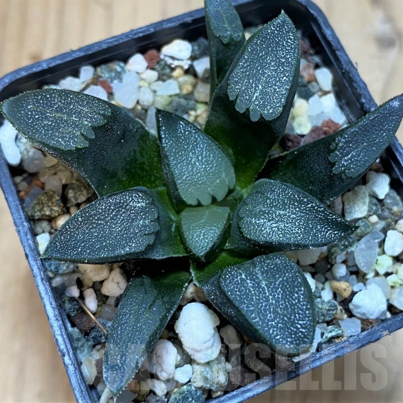 SH25221 Haworthia bayeri