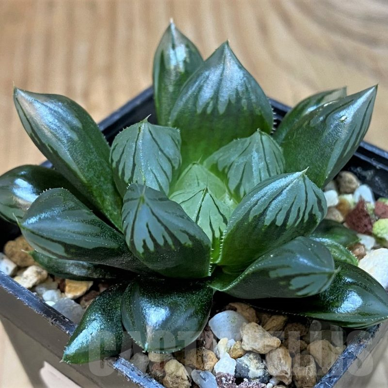SH25222 Haworthia obtusa 'Black star'