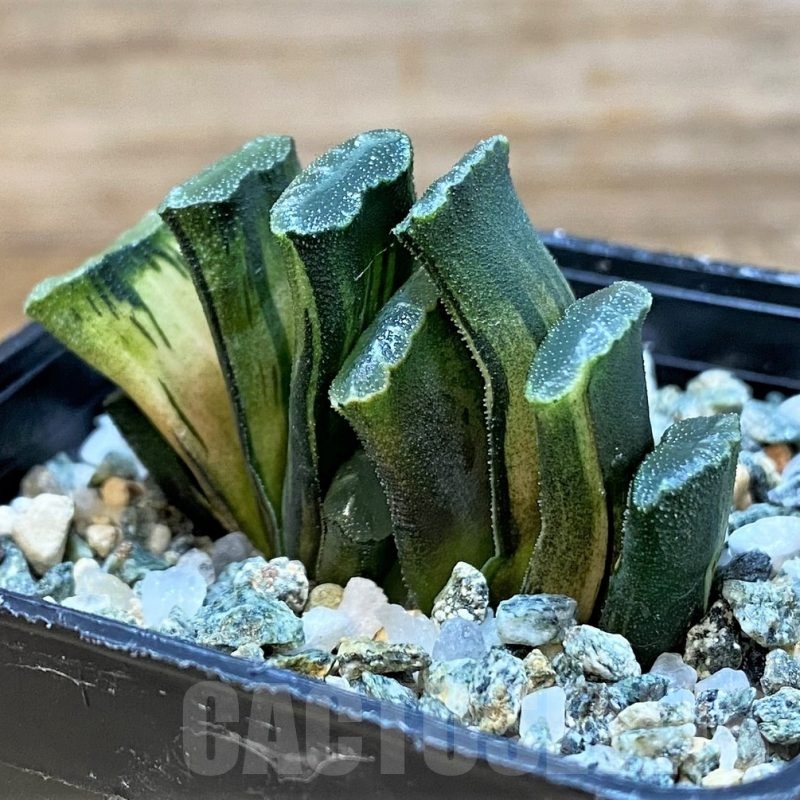 SH25223 Haworthia truncata f. variegata
