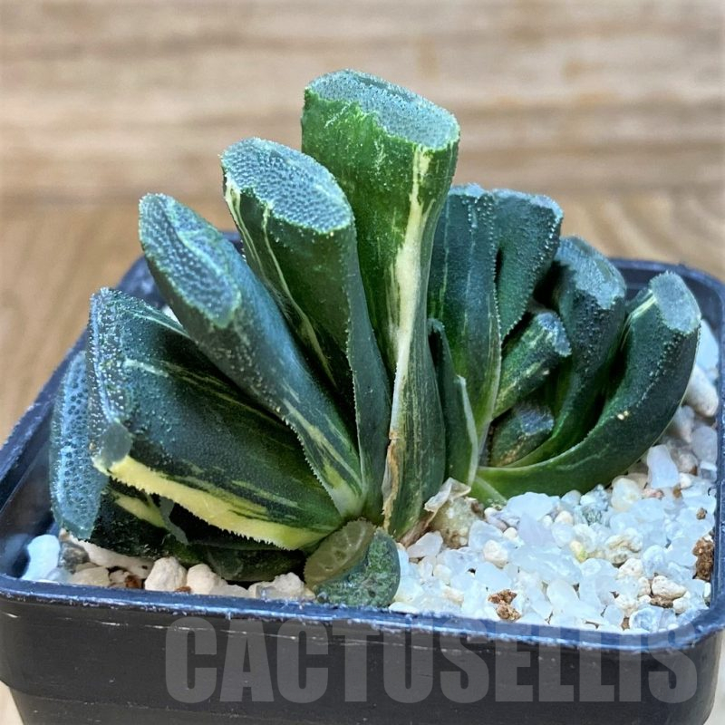 SH25224 Haworthia truncata f. variegata