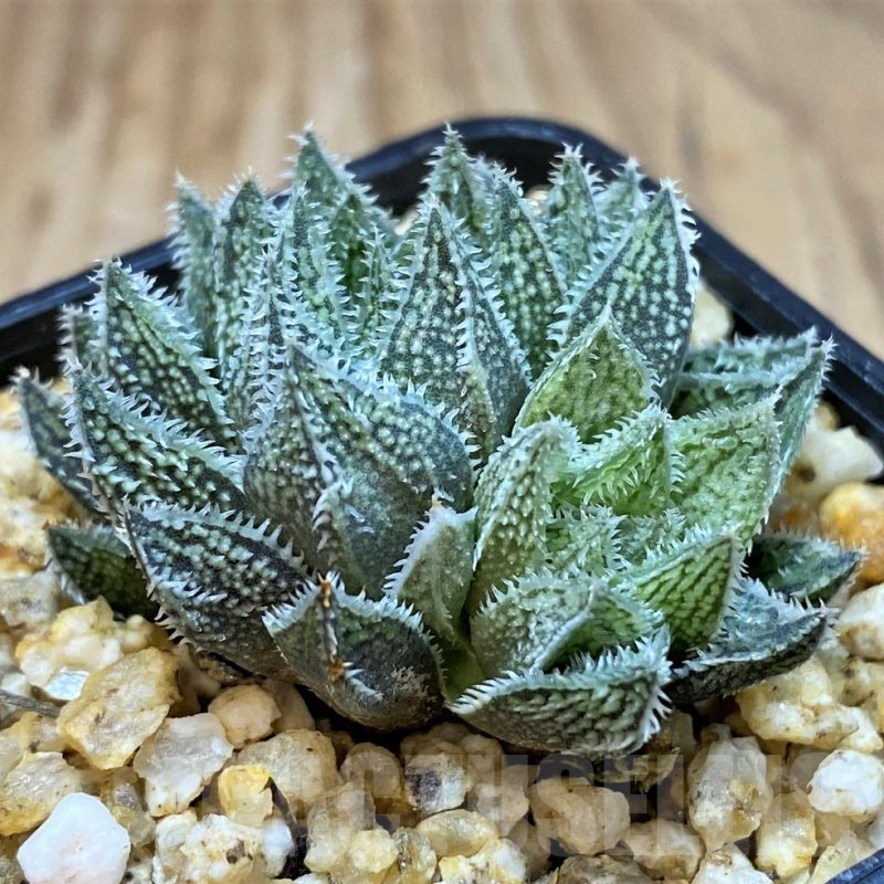 SH25225 Haworthia HKX-3 ‘Bunraku’