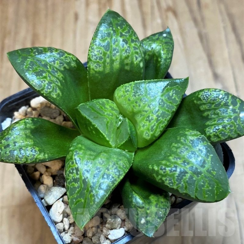 SH25226 Haworthia 'Kamen Butokai'