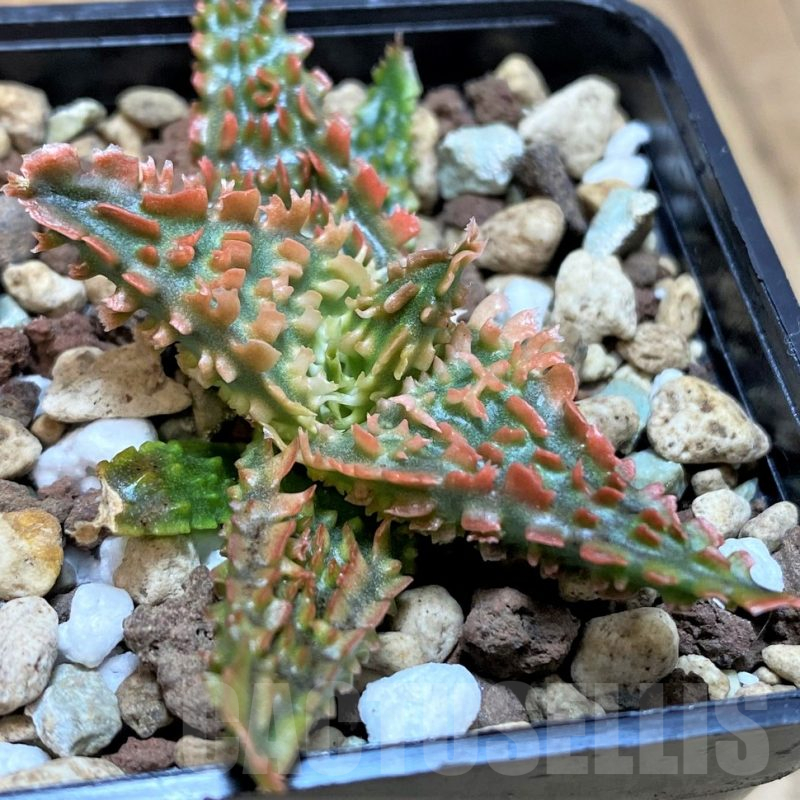 SH25211 Aloe TCT hybrid