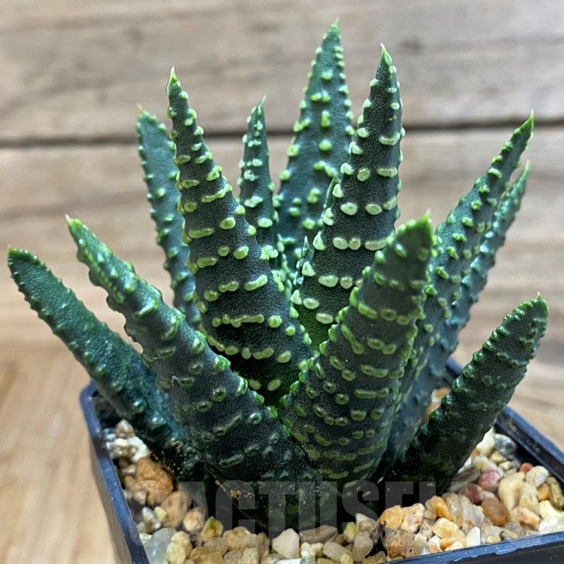 SH25228 Haworthia pumila 'Donut' SH