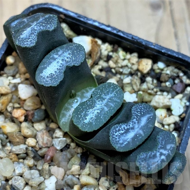 SH25229 Haworthia truncata -Japan-