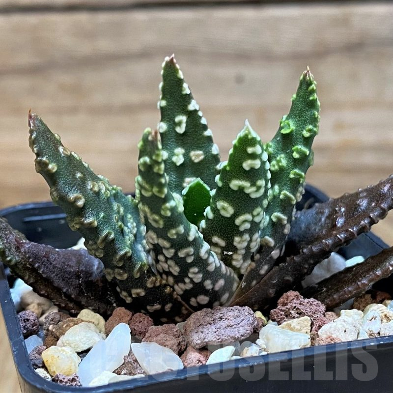 SH25230 Haworthia pumila 'Donut' -Japan-