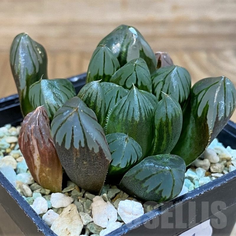 SH25231 Haworthia obtusa 'Black star' f. variegata