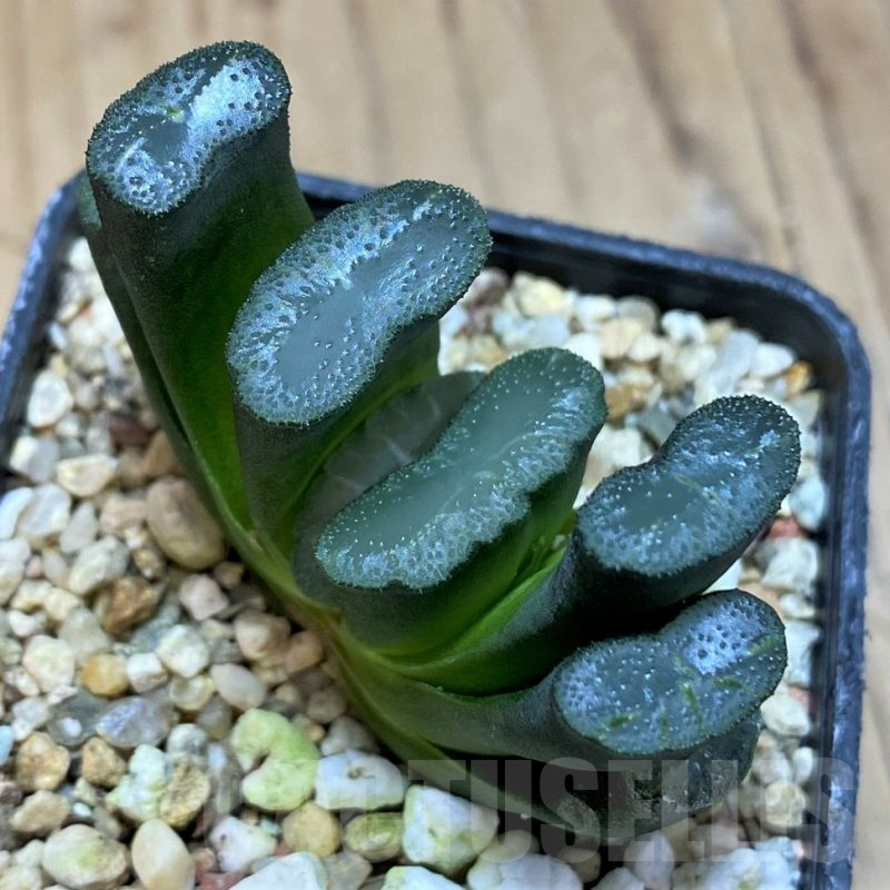 SH25232 Haworthia truncata