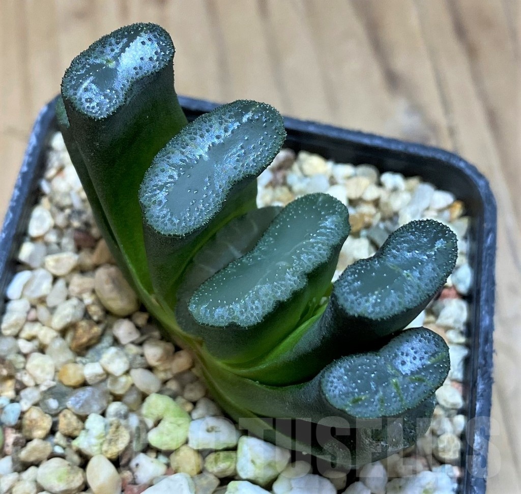 SH25232 Haworthia truncata