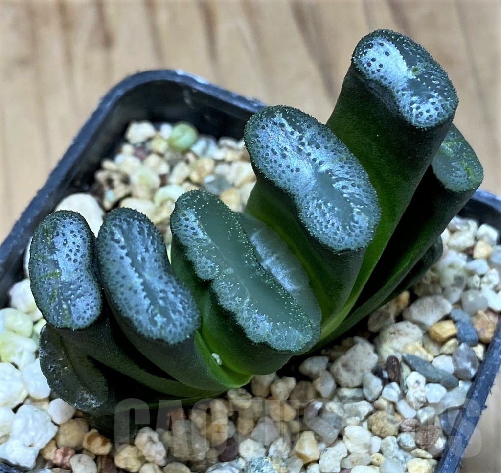 SH25232 Haworthia truncata - Image 2