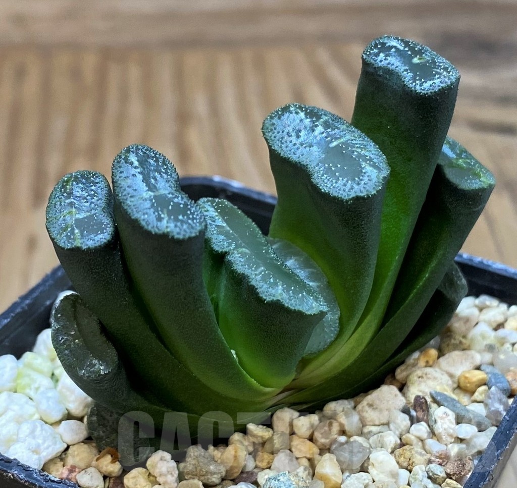 SH25232 Haworthia truncata - Image 3