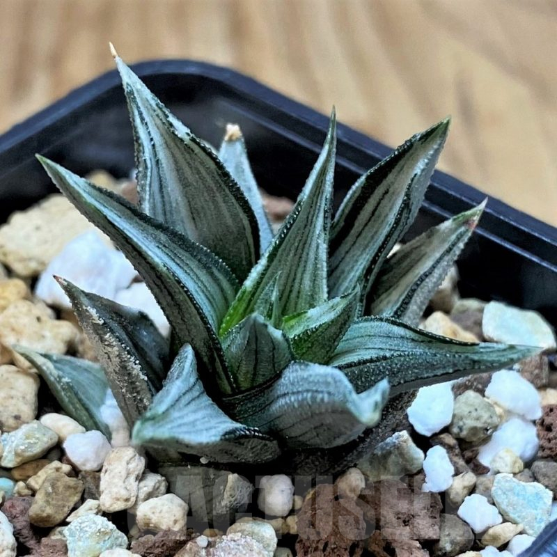 SH25233 Haworthia tortuosa f. variegata