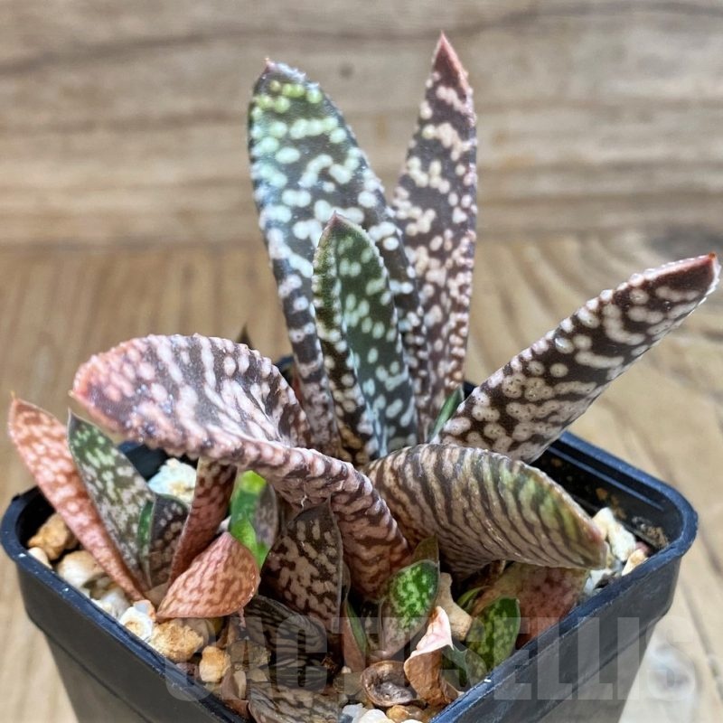 SH25234 Gasteria 'Snow Storm'