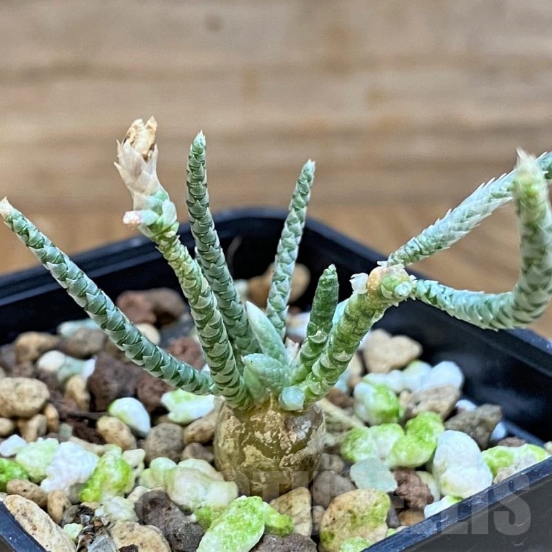 SH25390 Avonia alstonii, pink flower