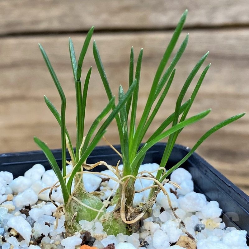 SH25392 Ornithogalum lithopsoides
