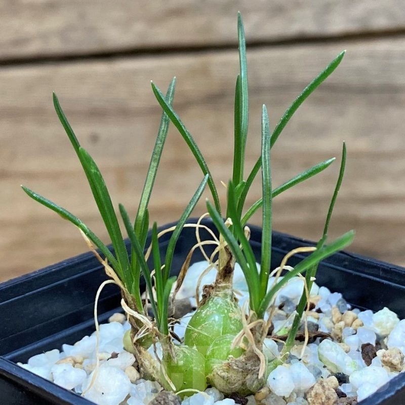 SH25393 Ornithogalum lithopsoides