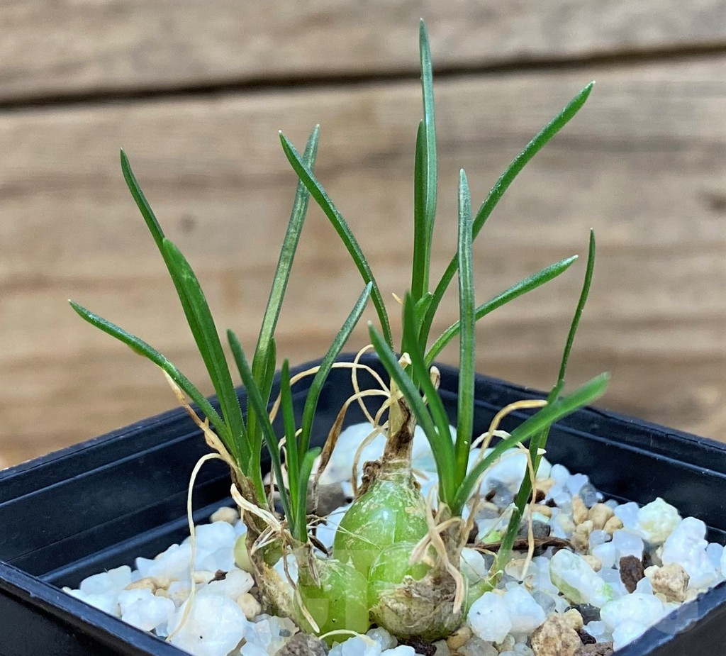 SH25393 Ornithogalum lithopsoides