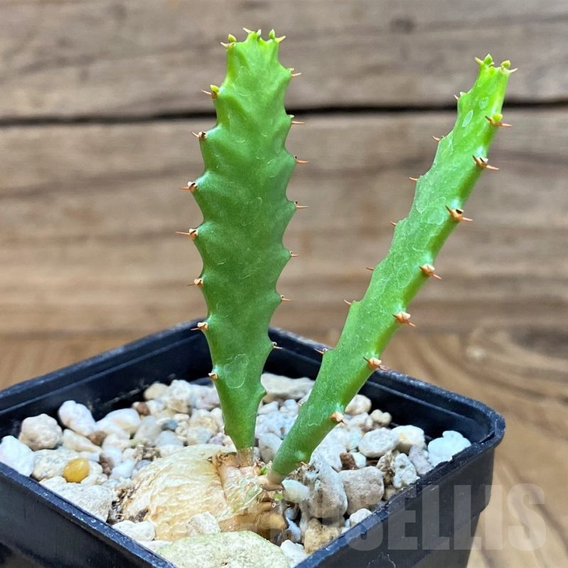 SH25396 Euphorbia stellata