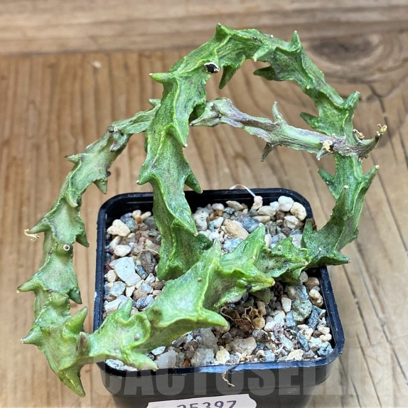 SH25397 Ceropegia simoneae ‘Green Form’