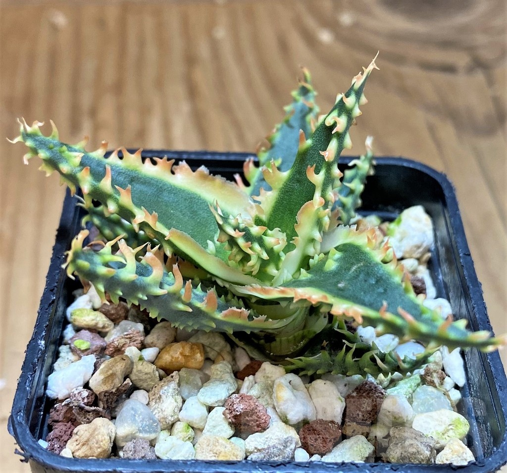 SH25405 Aloe TCT hybrid - Image 2