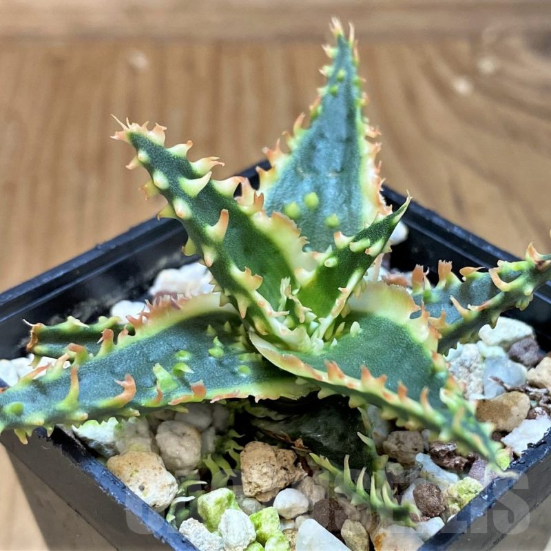 SH25405 Aloe TCT hybrid