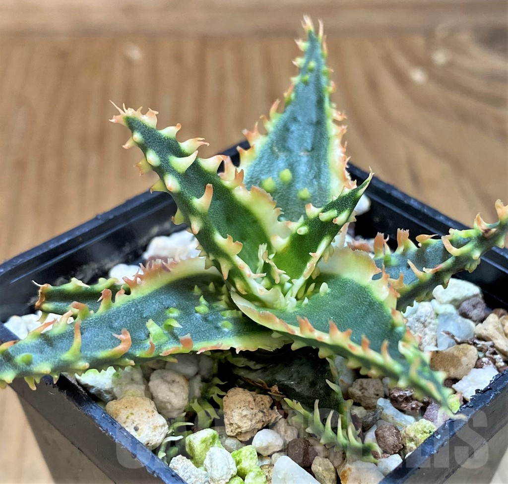 SH25405 Aloe TCT hybrid