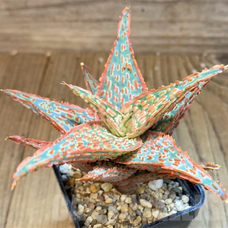 SH25406 Aloe TCT hybrid