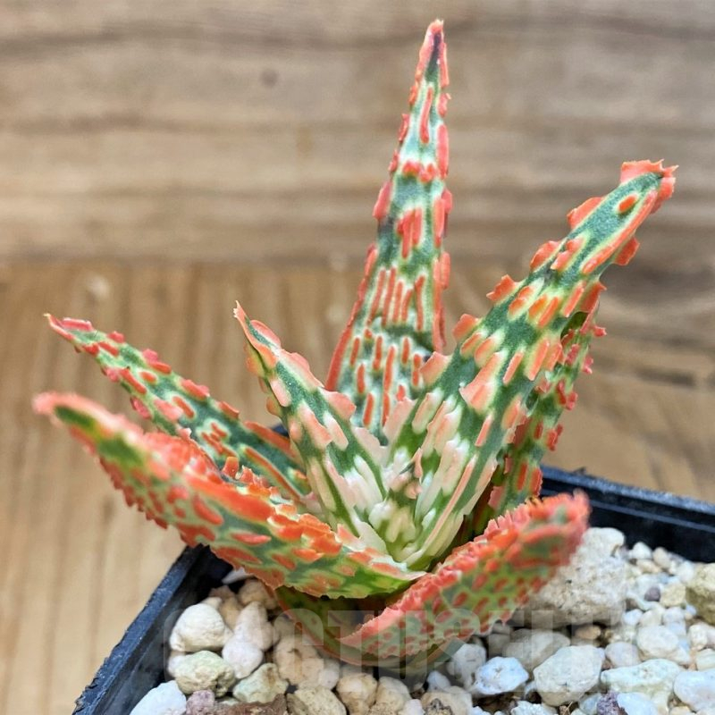 SH25407 Aloe TCT hybrid
