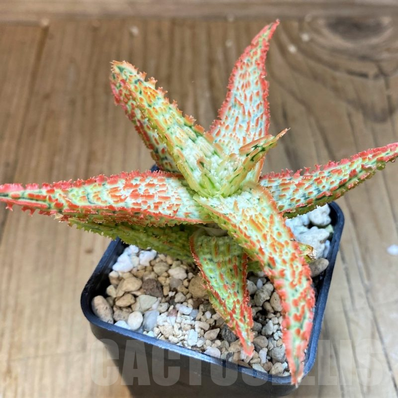 SH25408 Aloe TCT hybrid