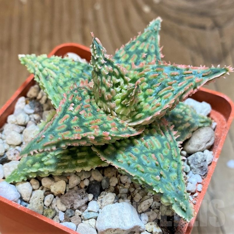 SH25409 Aloe TCT hybrid
