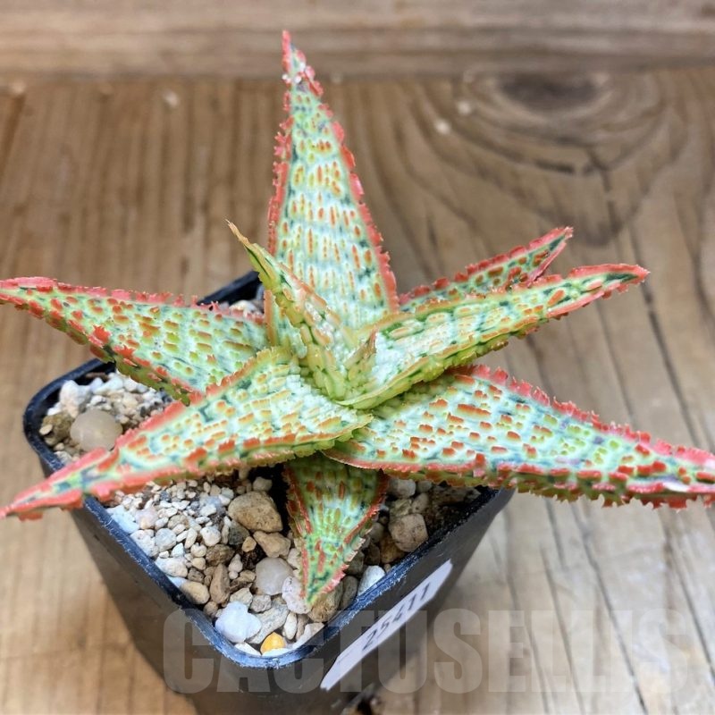 SH25411 Aloe TCT hybrid